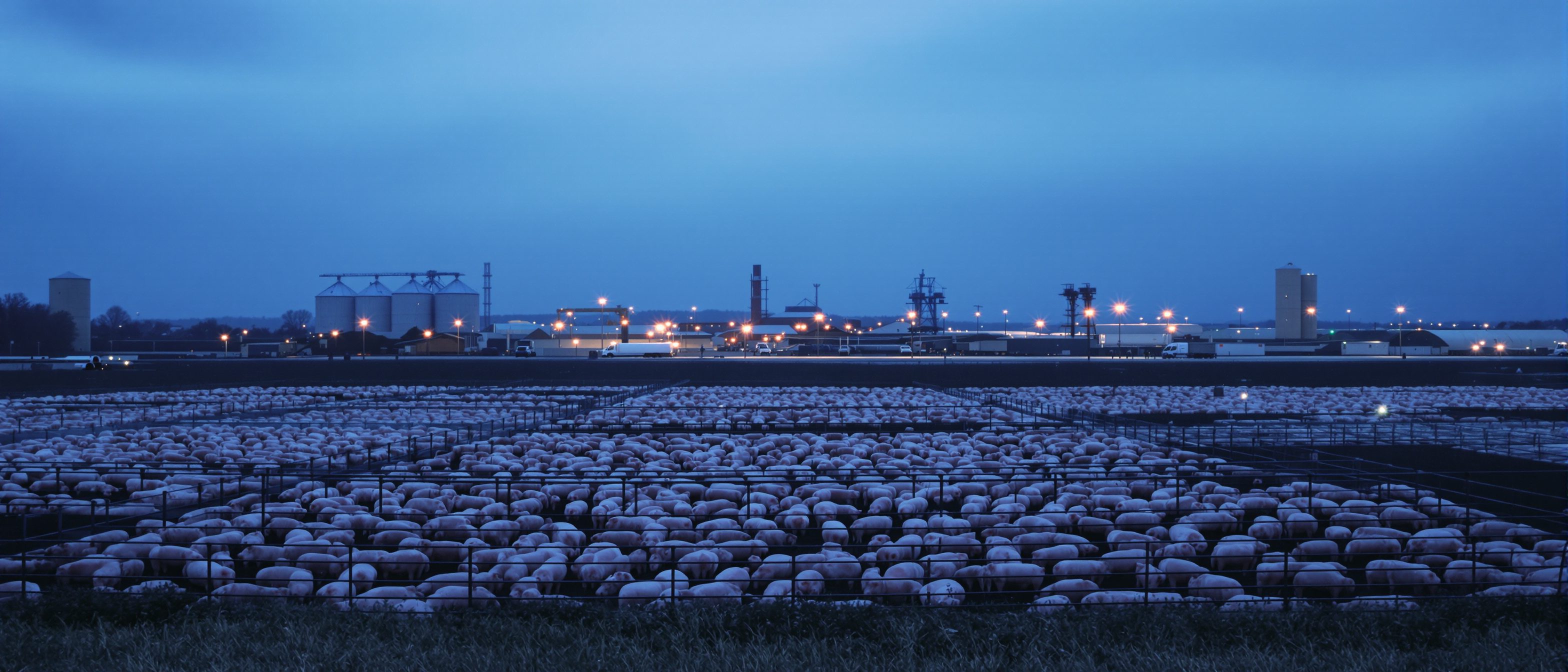 Lean Hogs (HE) market analysis and seasonal trends - TradeWave.ai